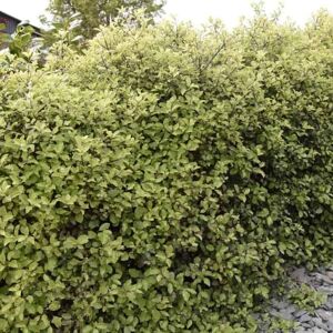 Pittosporum tenuifolium 150-175 cm